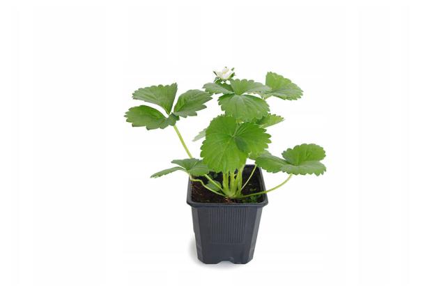 

Рассада Земляника садовая PlantMarket Моллинг Сентинери, P9