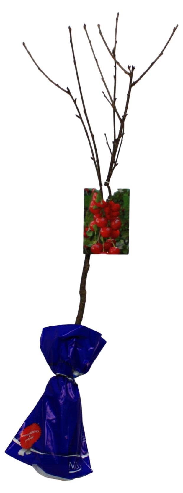 

Вишня Nali Шоколадница, h 1 м