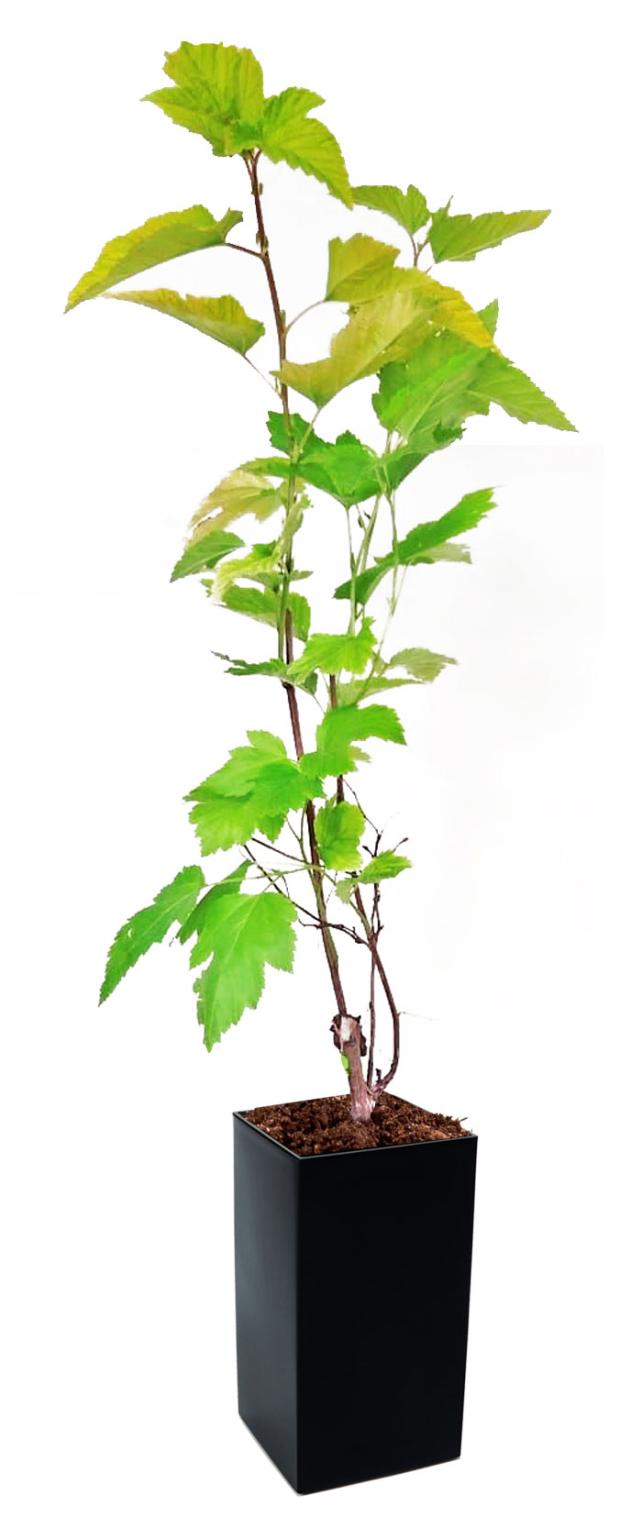 

Пузыреплодник Кутепово Нуггет, h 15 см