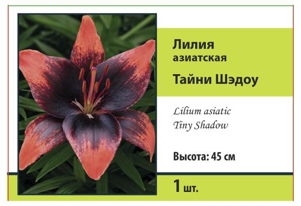 

Луковицы Поиск Лилия азиатская Тайни Шэдо, 1 шт