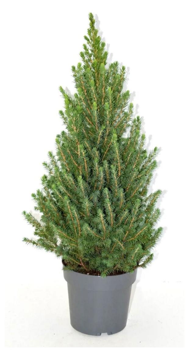 Саженцы Можжевельник чешуйчатый Блю Свиде в горшке C1, 1 шт