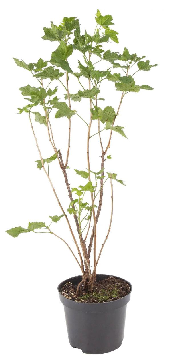 

Смородина черная PlantMarket Дачница, С3-С4
