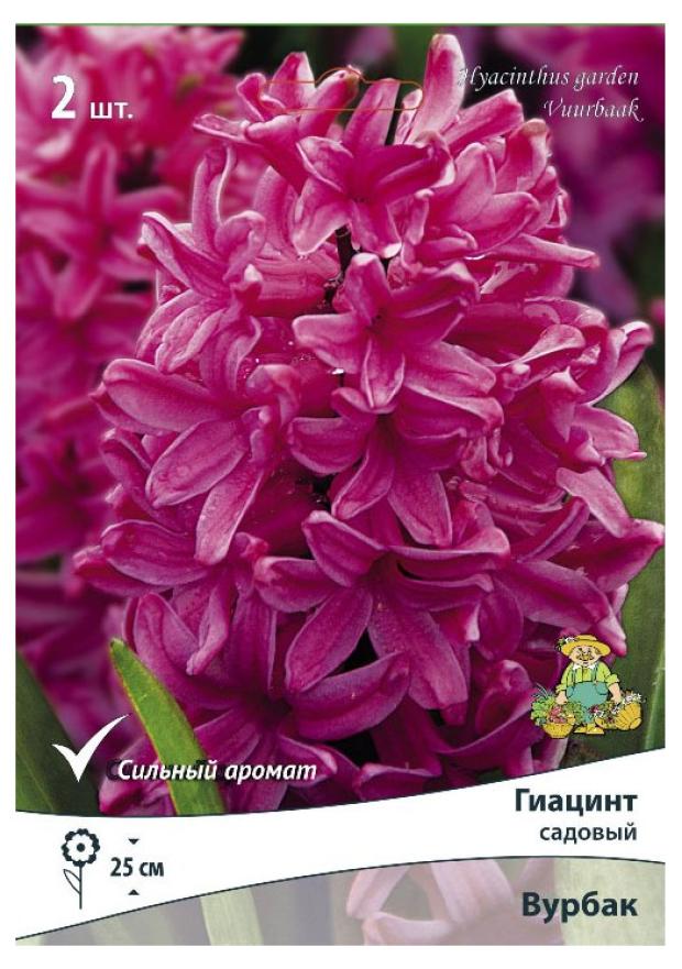 

Луковица Поиск Гиацинт Вурбак, 2 шт
