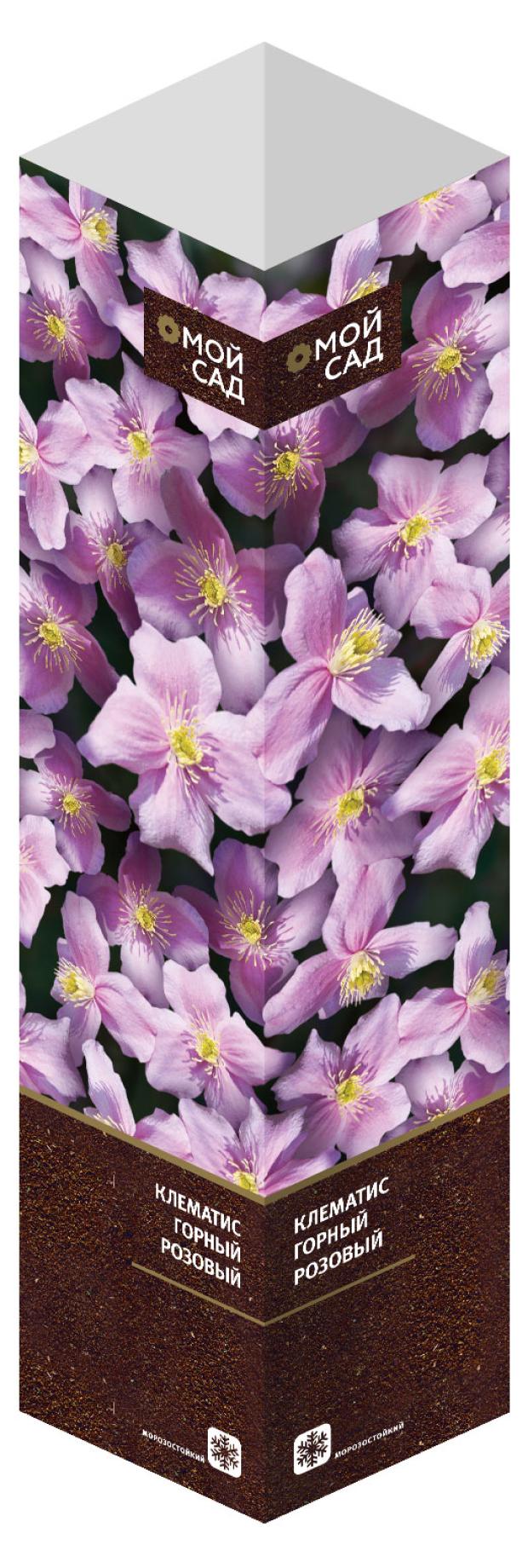 

Саженцы Флора групп Клематис горный розовый C1, 1 шт