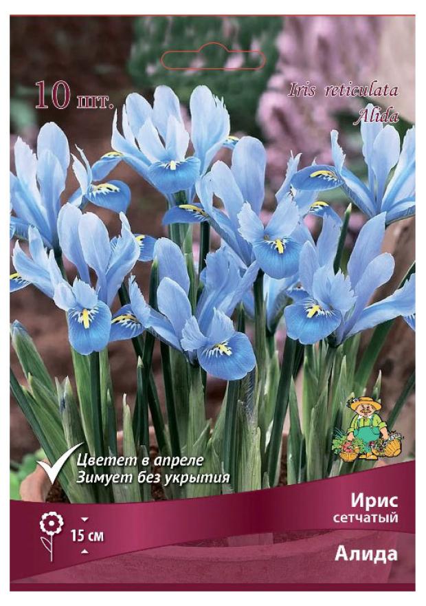 

Ирис Поиск Сетчатый Алида, 10 шт