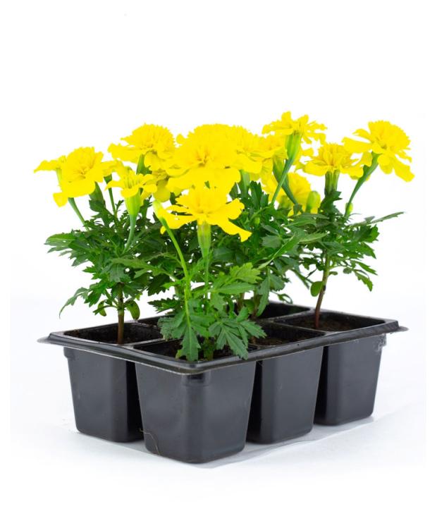 

Рассада Бархатцы отклоненные Микс, 6 шт