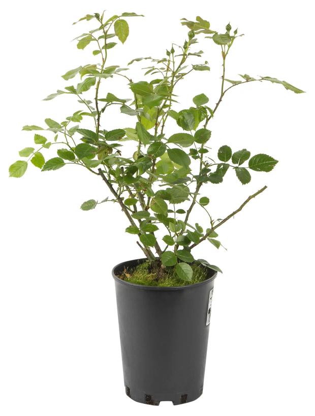 

Саженцы Роза чайно-гибридная PlantMarket Шарль де Голль С4, 1 шт