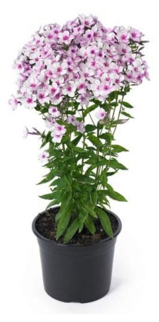 

Флокс Agroni мечтательный микс, C3
