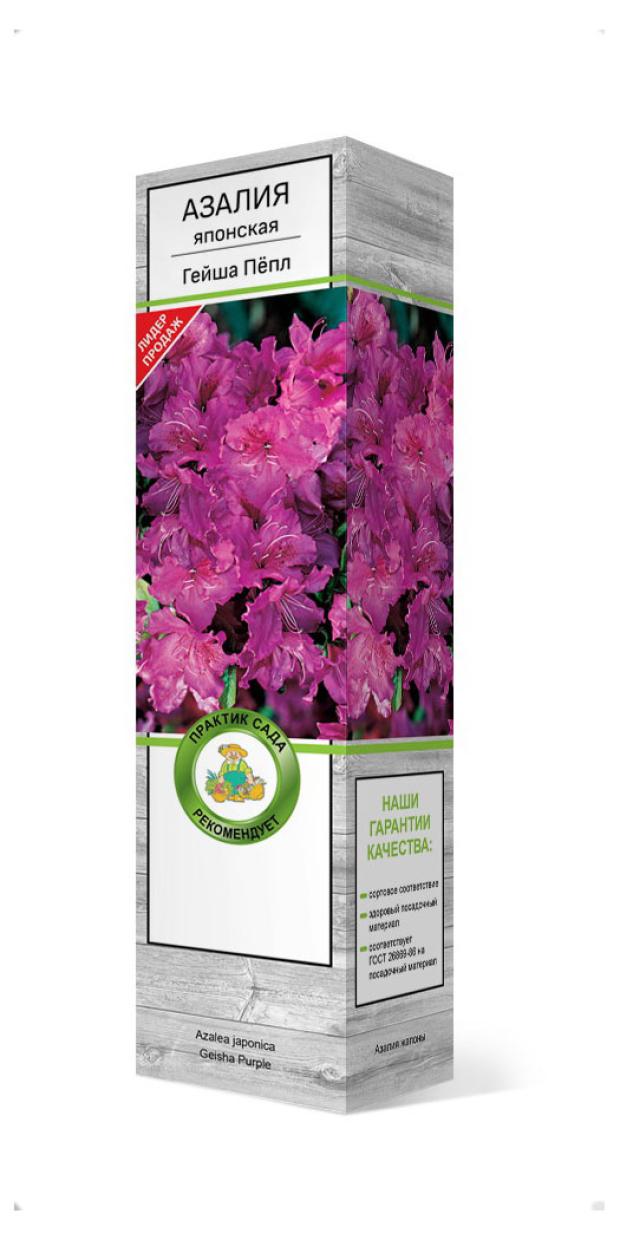 

Саженцы Поиск Азалия японская, 1 шт