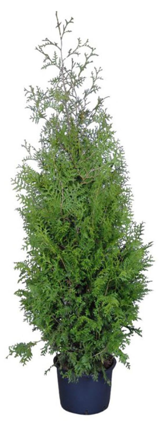 

Саженцы Туя западная Брабант С3, h 40-60 см