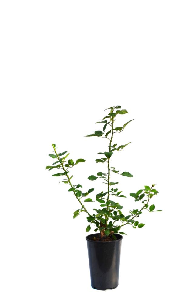 

Саженцы Роза почвопокровная PlantMarket Нина Поулсен С4, 1 шт