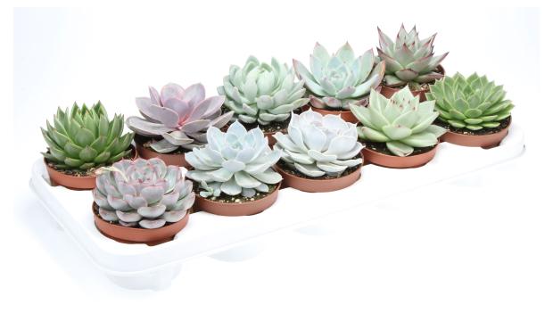 

Эхеверия, d 8,5 h 10 см