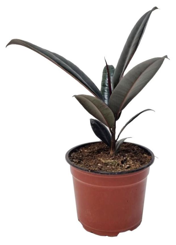 

Фикус Цветы московского эластика Тинеке, d 11 x h 25 см