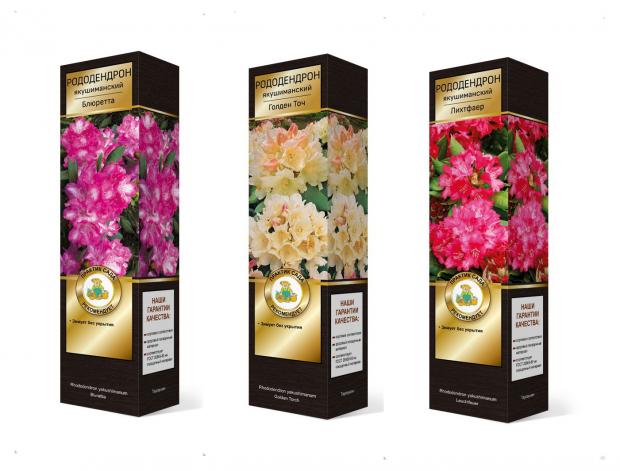 

Саженцы Рододендрон Якушиманский Поиск в ассортименте