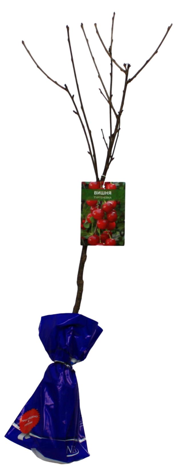 

Вишня Nali Тургеневка, h 1 м