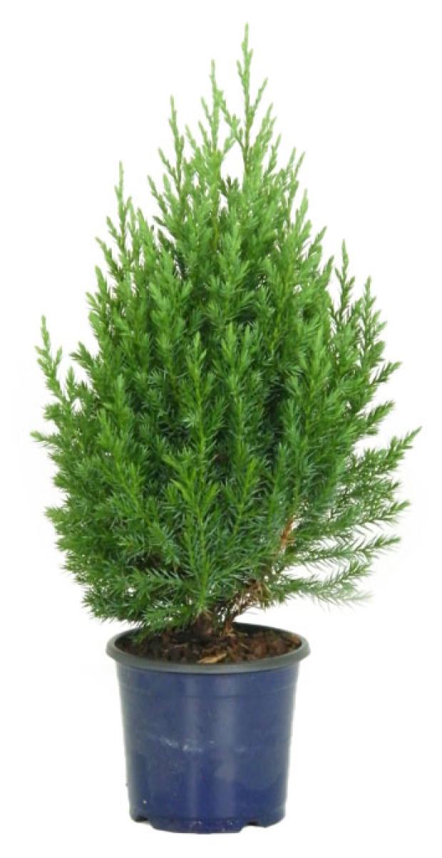 

Саженцы Можжевельник китайский PlantMarket Стрикта, C1 h 15-20 см