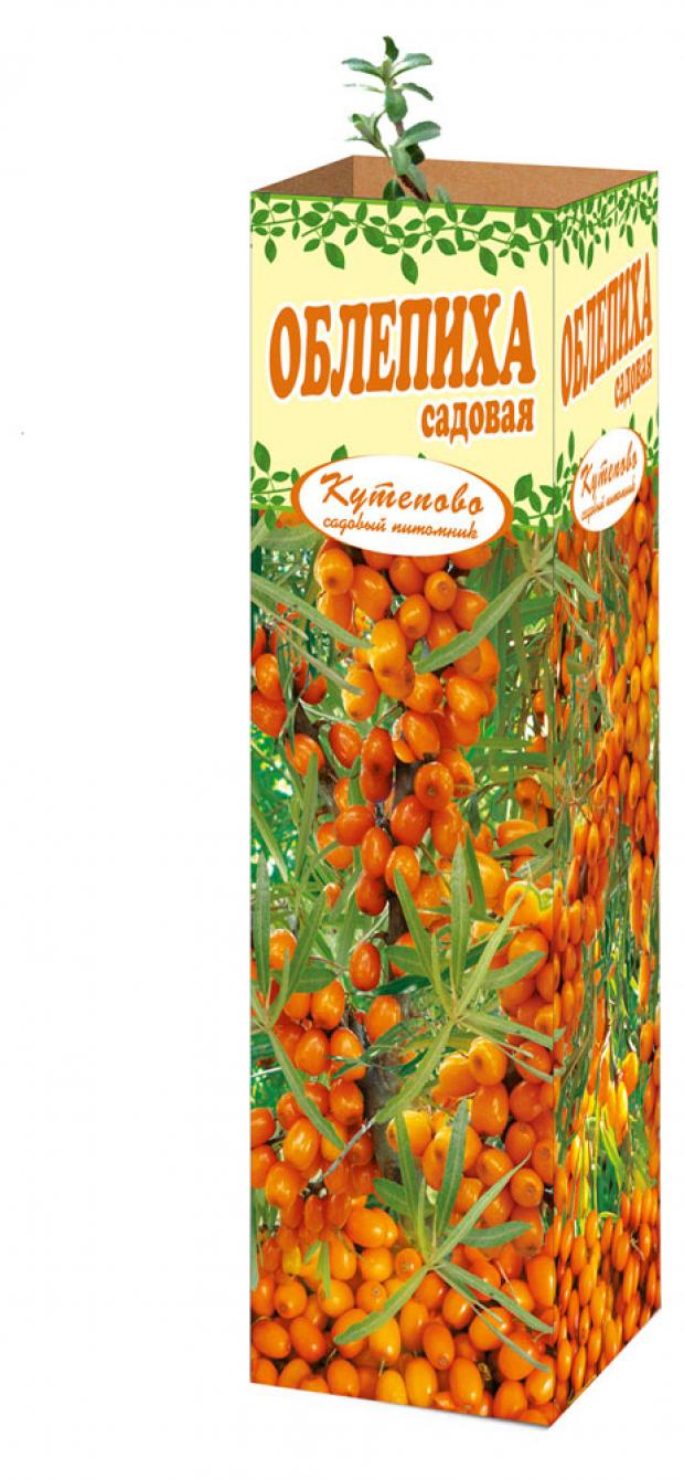 

Саженцы Облепиха мужская
