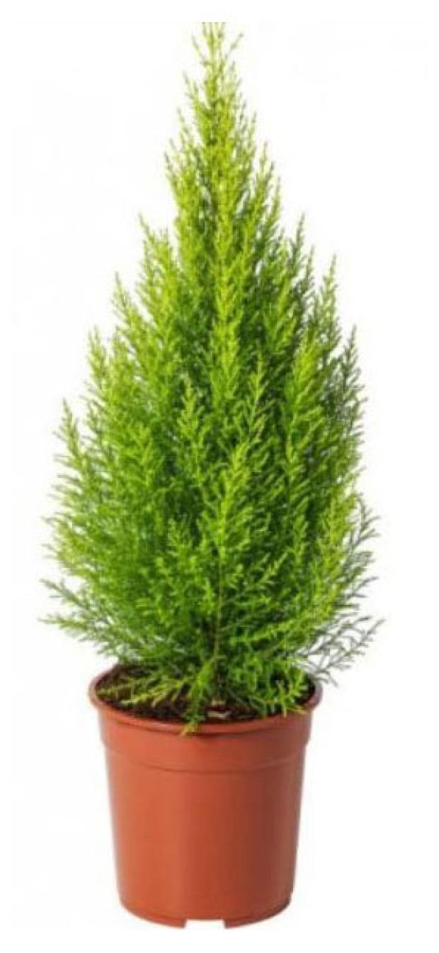 

Купрессус Голд Крест, d 12 h 30 см