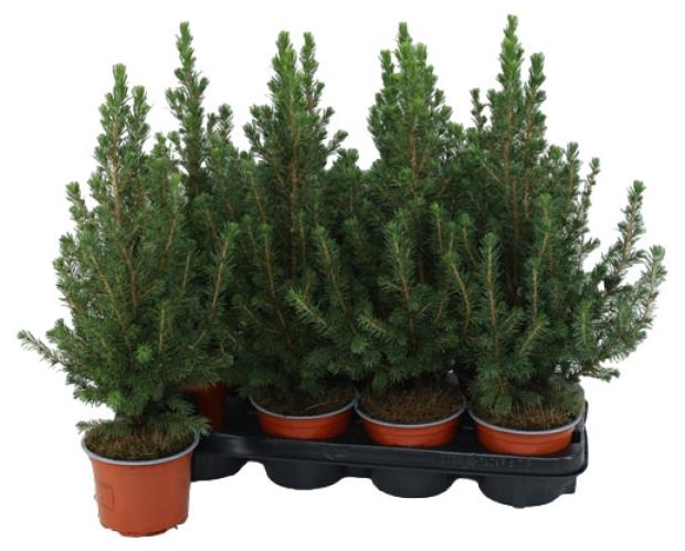 

Ель глаука коника, 9х30 см