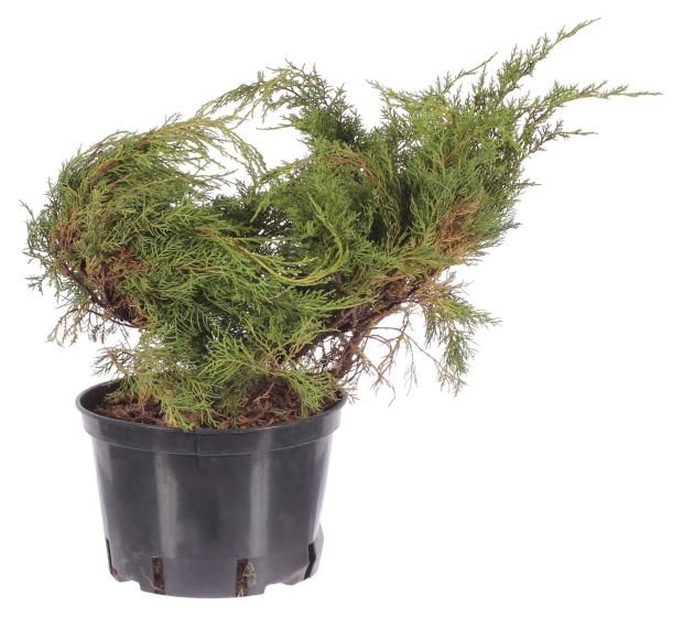 

Саженцы Можжевельник средний PlantMarket Фитцериана Глаука C1, 1 шт