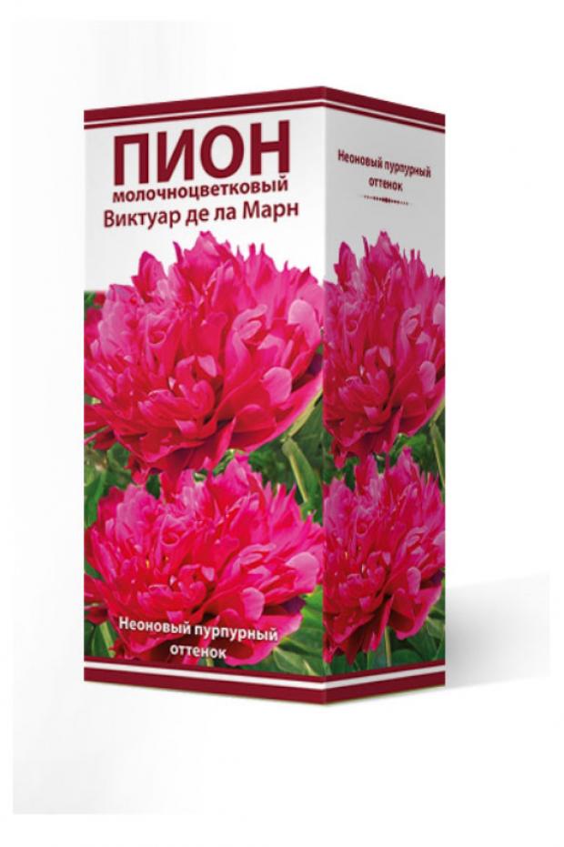 

Пион Поиск Виктуар де ла марн молочноцветковый, 1 шт