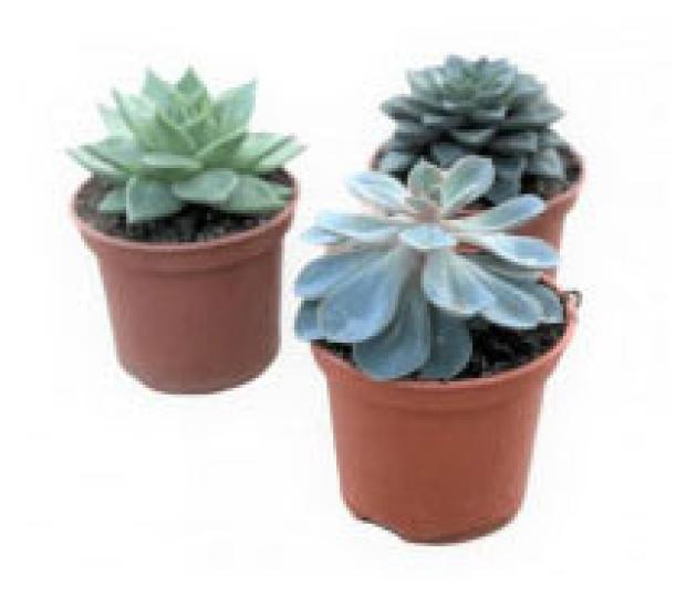 подушка суккулент echeveria elegans purple эхеверия элеганс фиолетовая Эхеверия микс, d 5 h 8 см