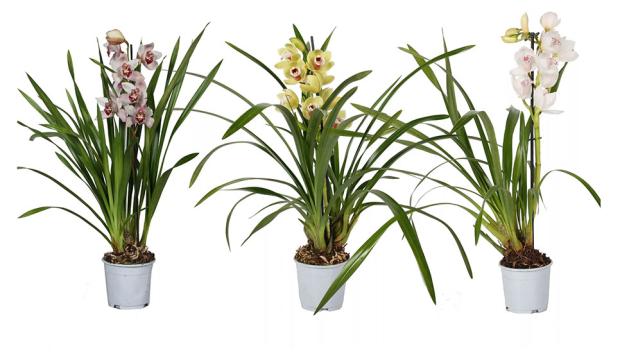 

Орхидея ЕИС Логистик цимбидиум 1 стебель, d 12 h 65 см