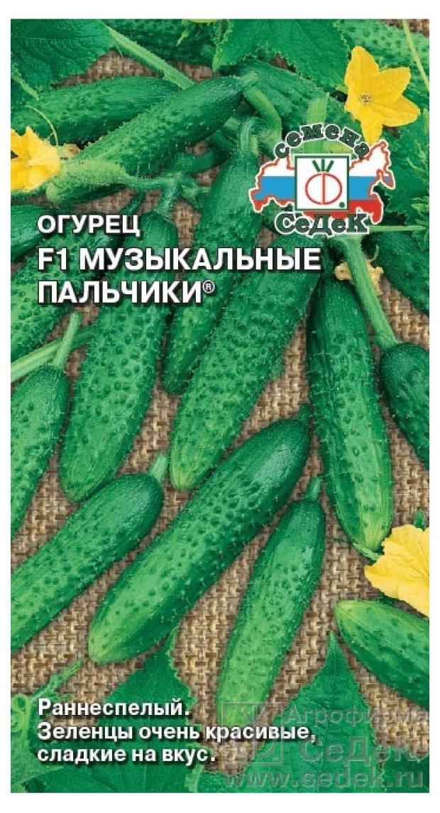 Огурцы Пальчик Фото