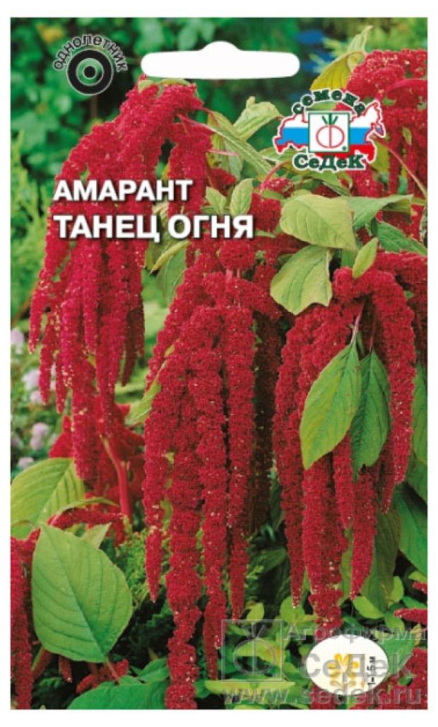 Амарант Растения Семенами Купить Семена