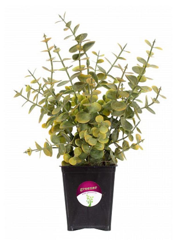 

Растение искусственное Greener Эвкалипт, 25 см