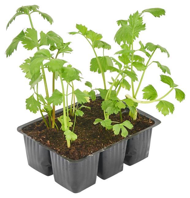 Рассада Тепличный комбинат Сельдерей, 6 шт