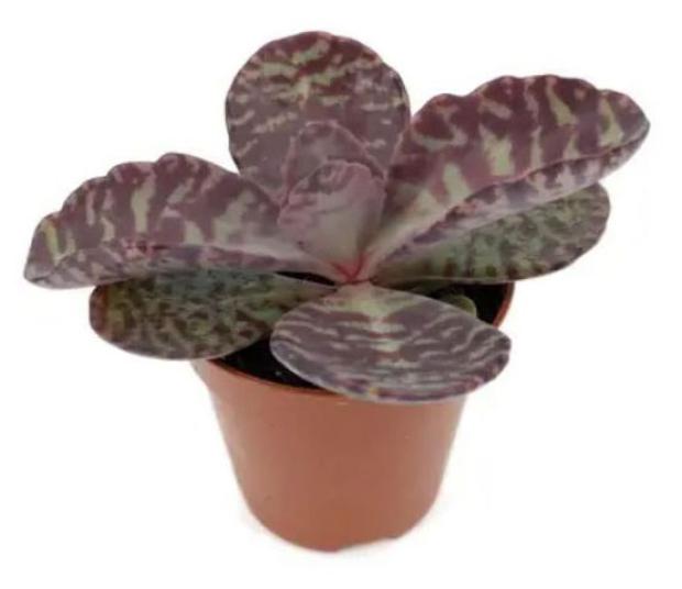 

Каланхоэ Зебра, d 5 h 10 см